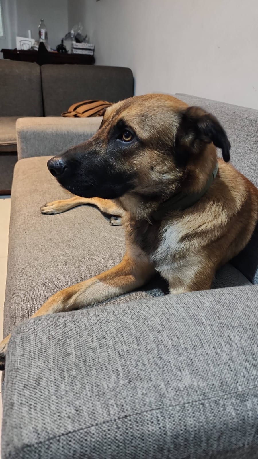 Luca la mascota